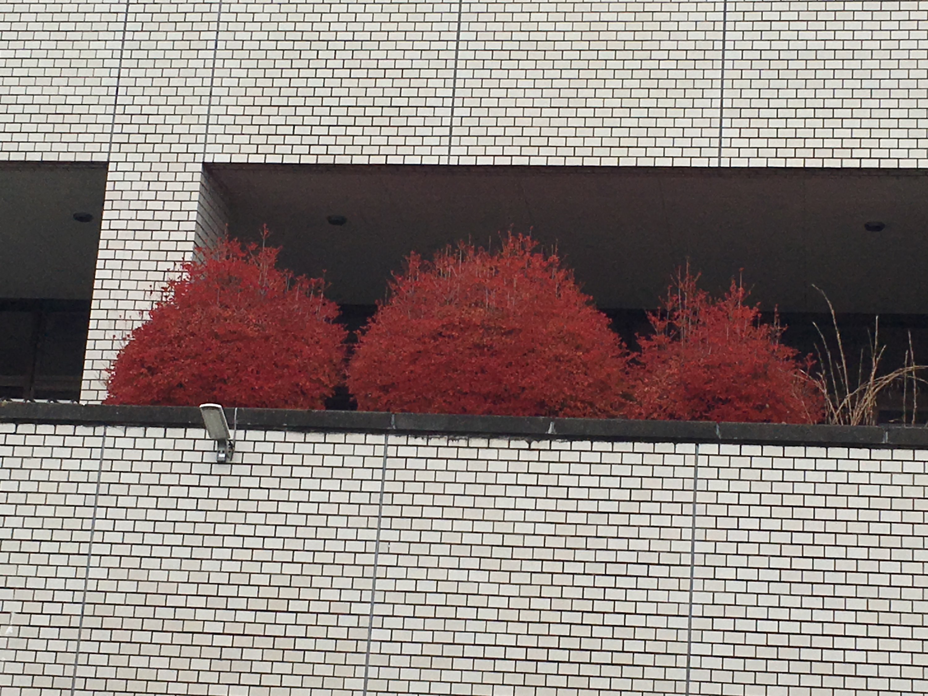 画像：ドウダンツツジの紅葉