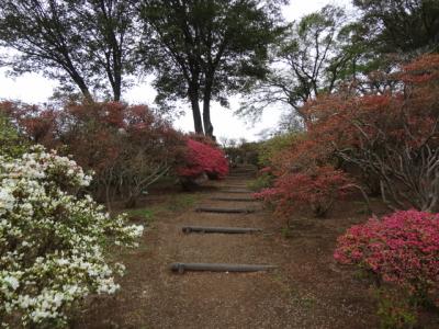 2015/4/21つつじ1