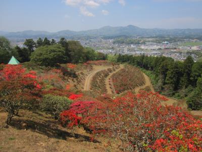 2015/4/23つつじ頂