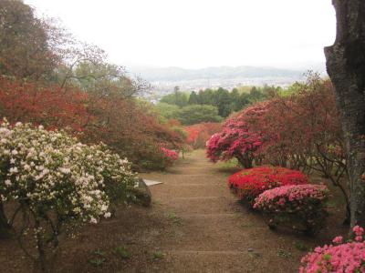 2015/4/24 つつじ1