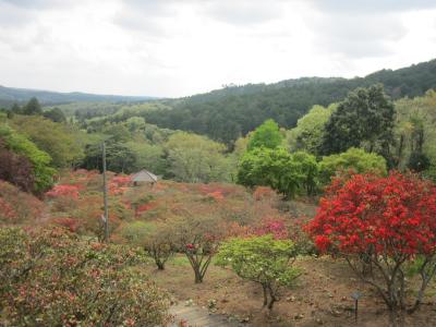 2015/4/24 つつじ3