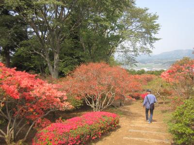 2015/4/25 つつじ1