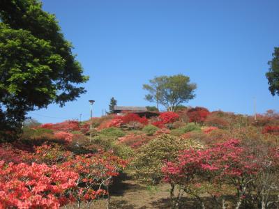 2015/4/25 つつじ3