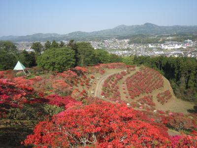 2015/4/25 つつじ頂