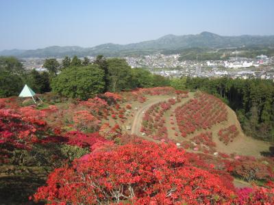 2015/4/25 つつじ頂