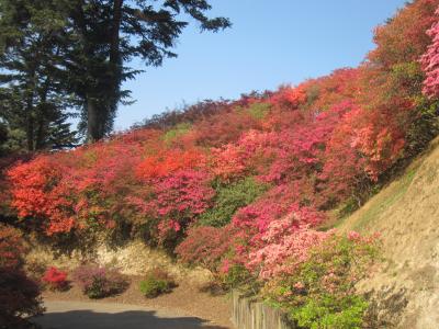 2015/4/27 つつじ2