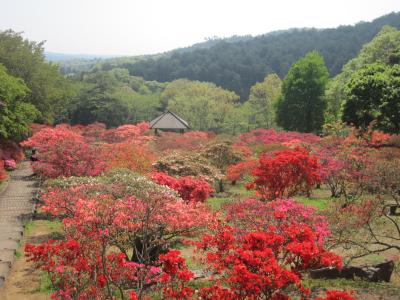 2015/4/27 つつじ3