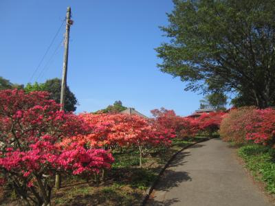 2015/4/28つつじ3