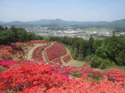 2015/4/28つつじ頂