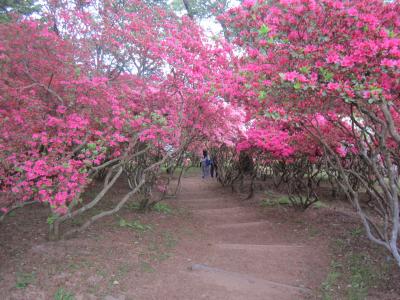 2015/4/29 つつじ1