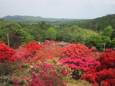 2015/4/29 つつじ3