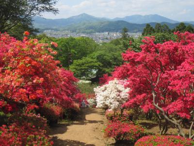 2015/4/30 つつじ1