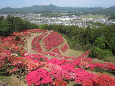 2015/4/30 つつじ頂