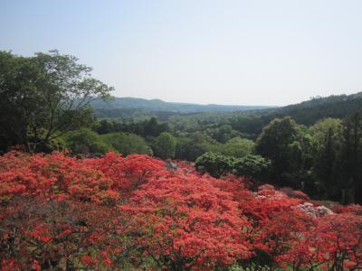 2015/5/2 つつじ3