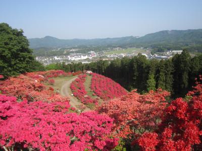 2015/5/2 つつじ頂