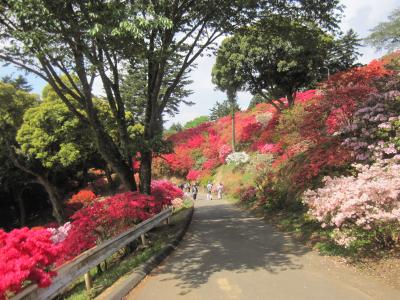 2015/5/4 つつじ2