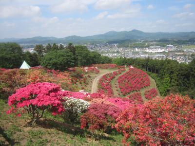 2015/5/4 つつじ頂