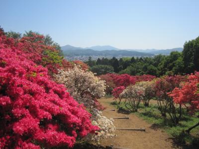 2015/5/5 つつじ1