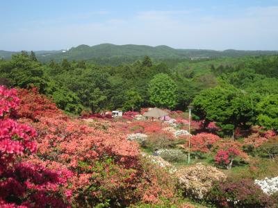 2015/5/5 つつじ3