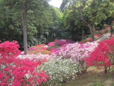 2015/5/6 つつじ2