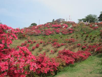 2015/5/6 つつじ頂