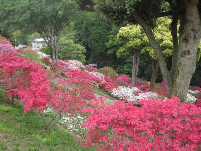 2015/5/7 つつじ2