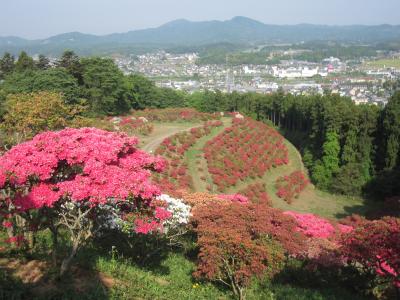 2015/5/8 つつじ頂