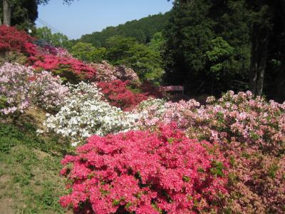 2015/5/8 つつじ2