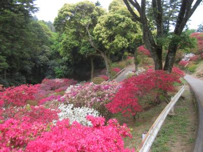 2015/5/9つつじ2