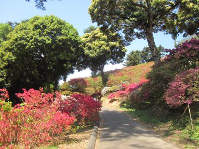 2015/5/10つつじ2