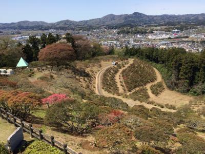 2016/4/15つつじ頂