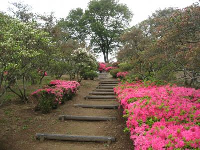 2016/4/21つつじ1