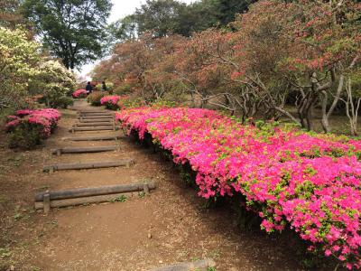 2016/4/22aつつじ1