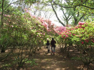 2016/4/23つつじのトンネル