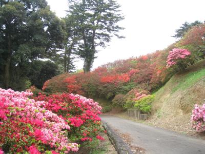 2016/4/24つつじ2