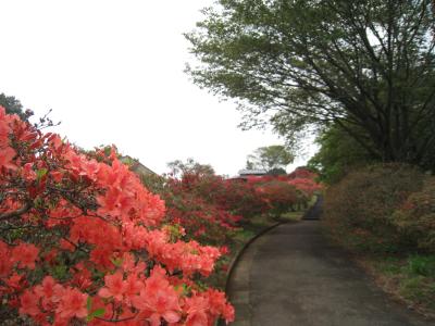 2016/4/24つつじ3