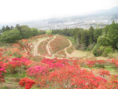 2016/4/24つつじ山頂