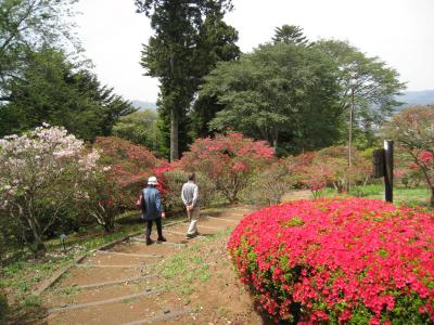 2016/4/25つつじ1