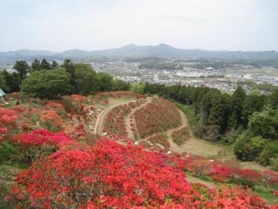 2016/4/25つつじ頂1