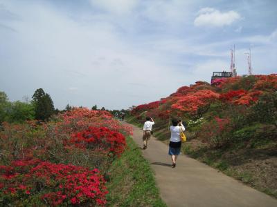 2016/4/25つつじ頂2