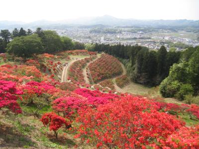 2016/4/26つつじ頂