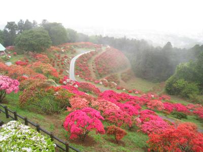 2016/4/28つつじ山頂