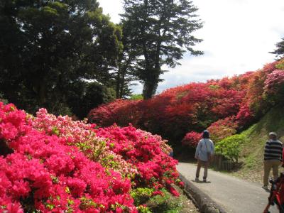 2016/4/29つつじ2