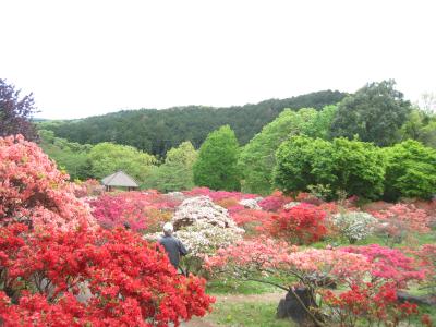 2016/4/29つつじ3