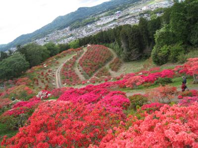 2016/4/29つつじ頂