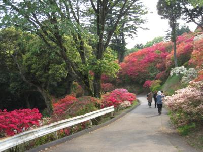 2016/5/1つつじ2