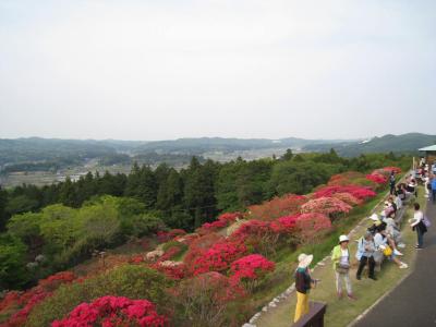 2016/5/1つつじ頂