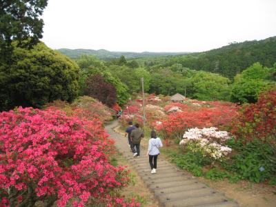 2016/5/3つつじ3