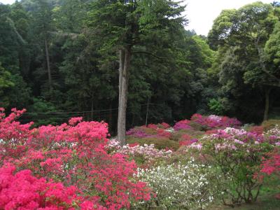 2016/5/6つつじ2