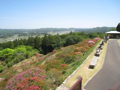 2016/5/8つつじ頂2